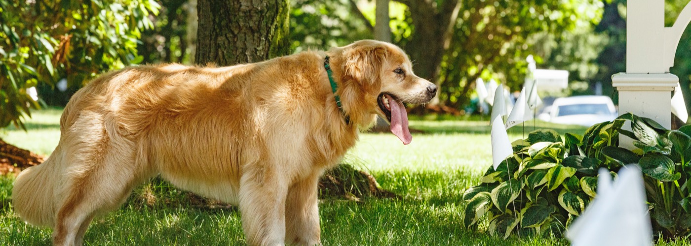 DogWatch of Vermont, Troy, New York | Outdoor Hidden Dog Fences Slider Image